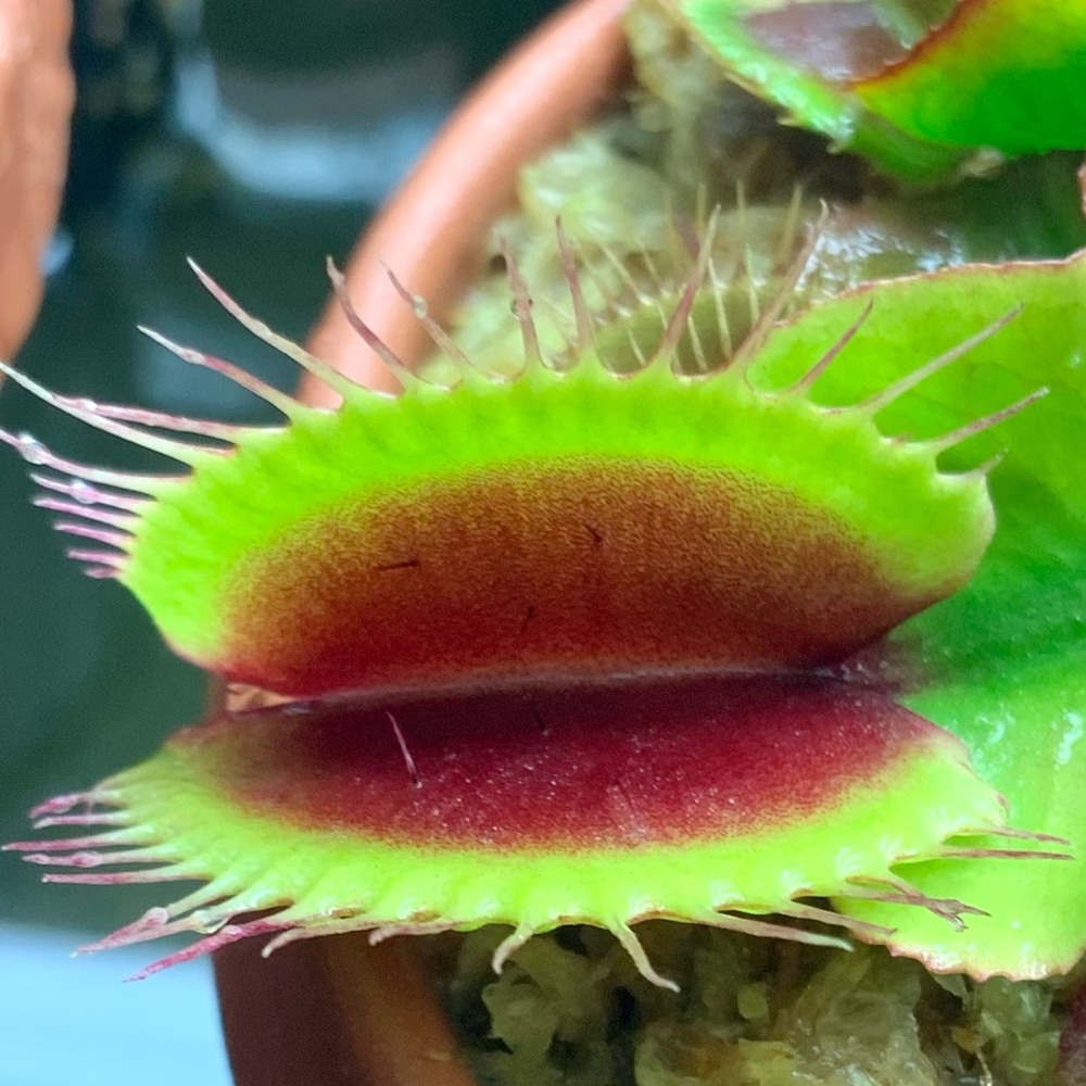 Venus Flytrap Holland Red